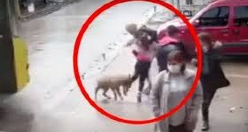 Acuchill&oacute; y mat&oacute; a un pitbull luego de que el perro atacara a su hijo en la calle