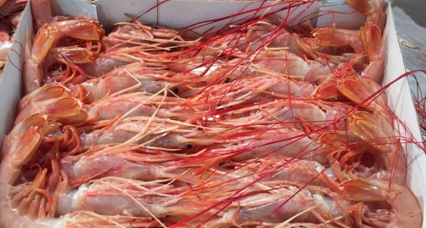  Argentina volver&aacute; a exportar camarones y langostinos al mercado brasilero 