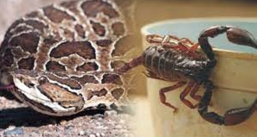 Consejos de Protecci&oacute;n Ciudadana ante aparici&oacute;n de serpientes, ara&ntilde;as o escorpiones 