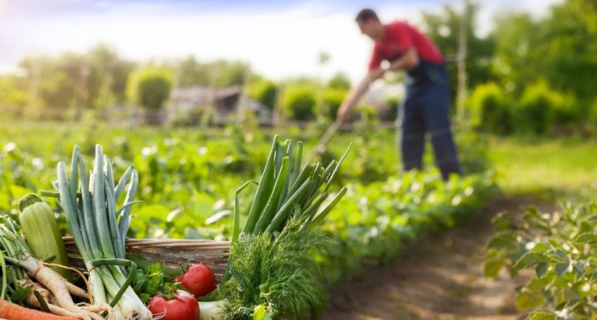 En El Venado, producen sin agroqu&iacute;micos y "sin cr&eacute;ditos" sobre 670 hect&aacute;reas: "Requiere estar m&aacute;s encima y m&aacute;s personal"