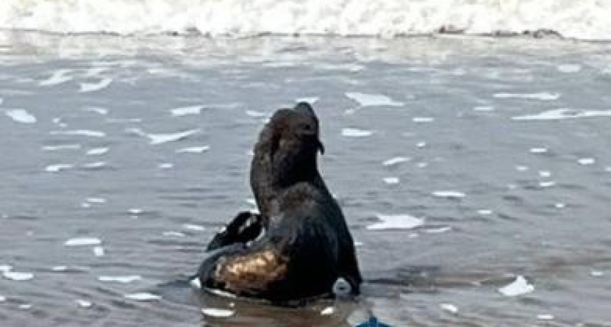 Susbielles y Aristimu&ntilde;o denunciaron penalmente a la empresa Oil Tanking por derrame de petroleo