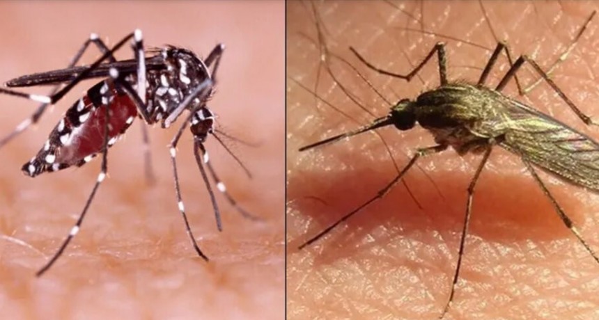 Invasi&oacute;n de mosquitos: c&oacute;mo diferenciar las picaduras