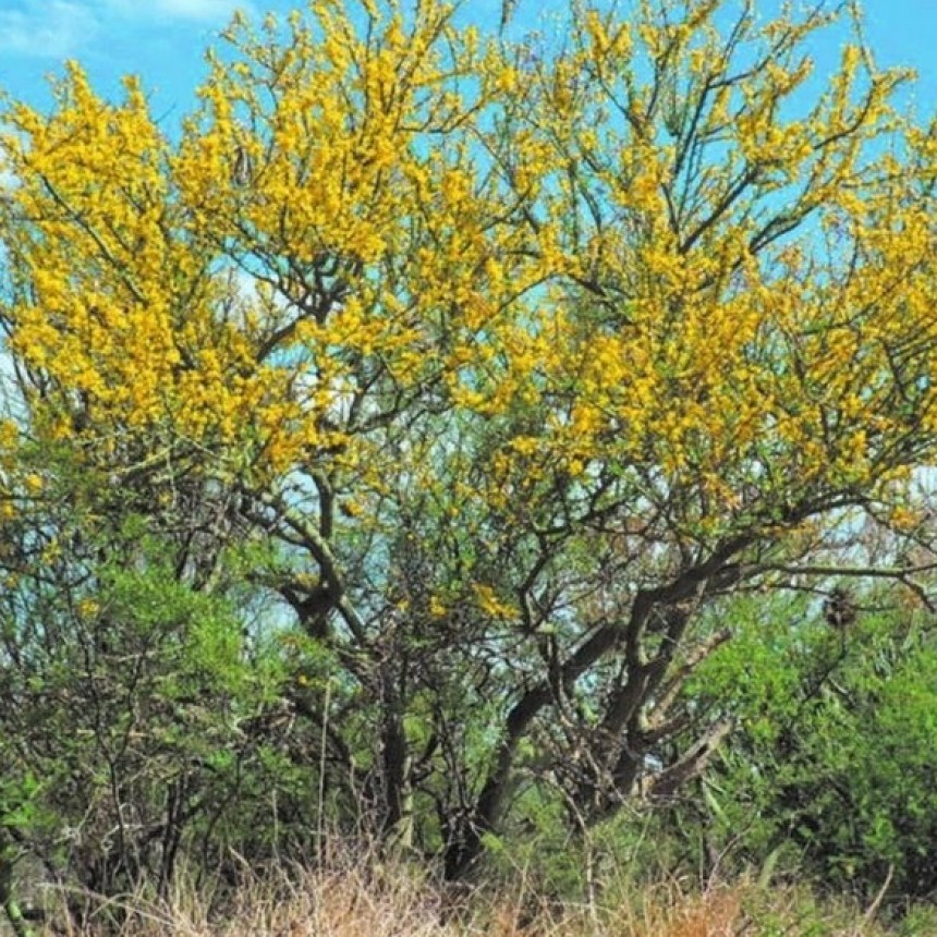 Despu&eacute;s del temporal, volver la mirada hacia nuestra flora local, adaptada a los vientos de nuestra zona.