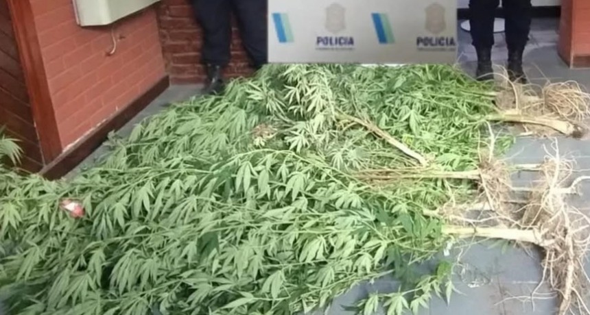 Buscaban un machete con el que amenazaron a un joven y encontraron plantas de marihuana