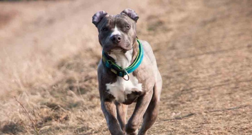 Un pitbull mordi&oacute; en la cara a una nena de dos a&ntilde;os en Villa Moresino