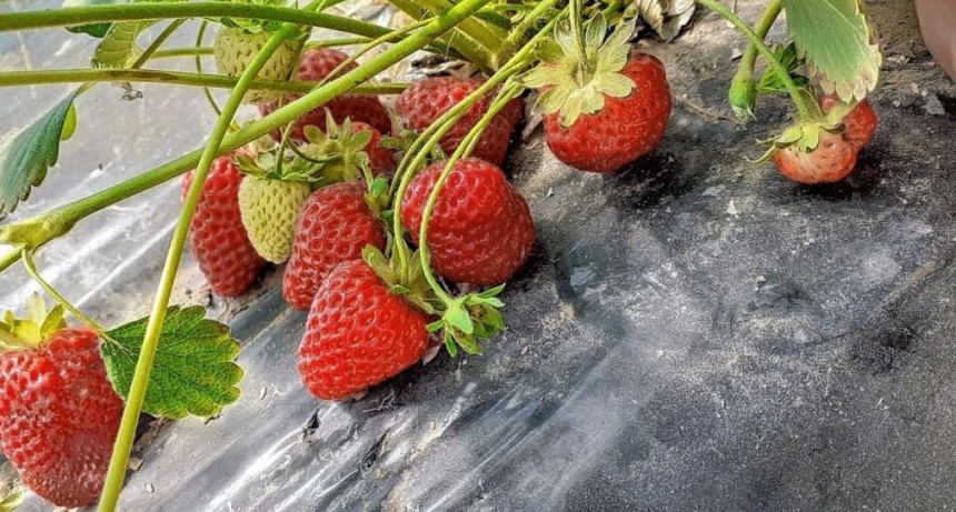 Asociaci&oacute;n Vecinal Zona de Chacras: logr&oacute; su primera producci&oacute;n de frutillas bajo cubierta