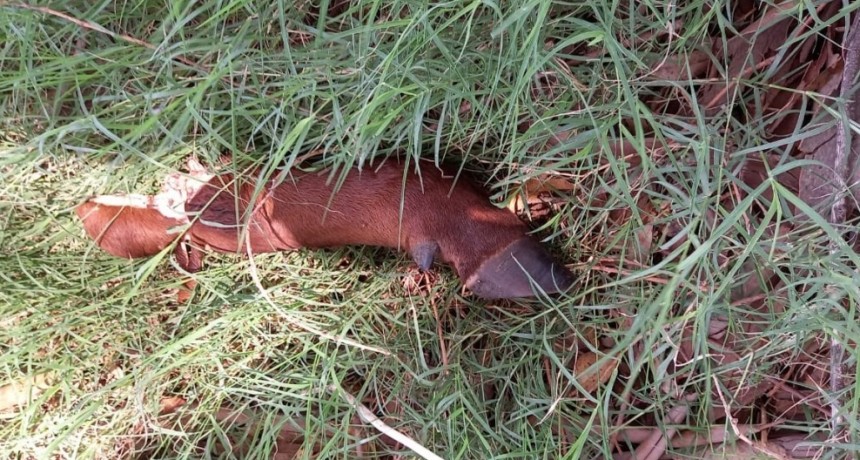 Bronca porque le faenaron un torito en Tres Arroyos