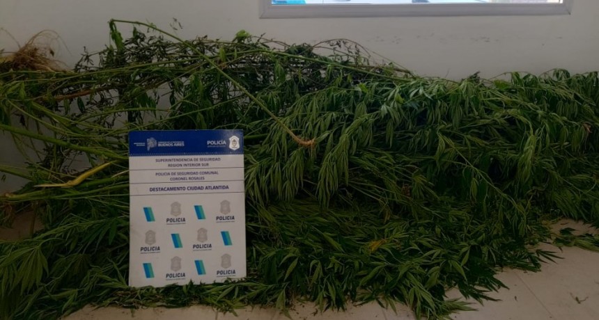 Allanamiento por robo y tenencia de marihuana