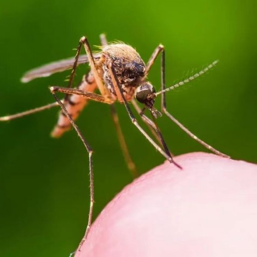 DENGUE: CONFIRMAN DOS CASOS IMPORTADOS EN LA CIUDAD