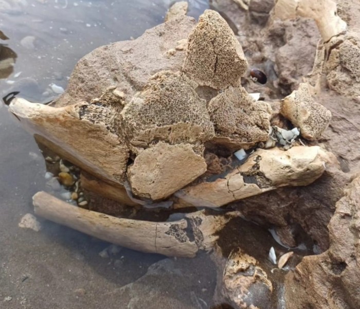 Hallazgo de Restos F&oacute;siles en Pehuen Co