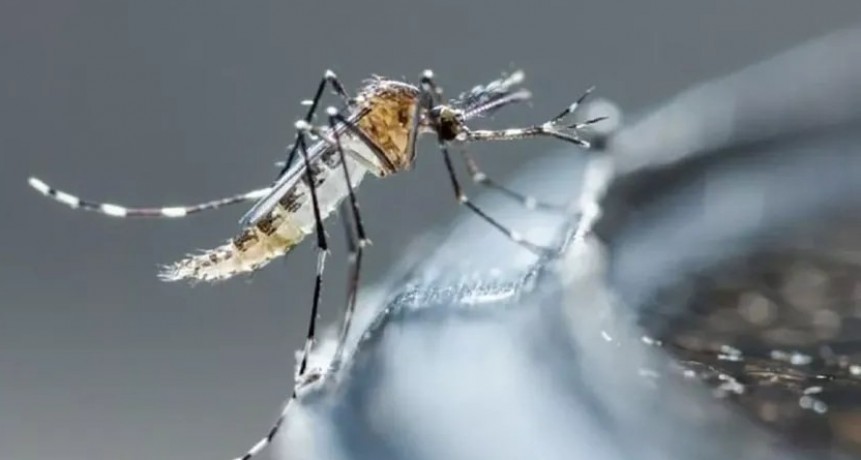Cronograma de Fumigaci&oacute;n en la ciudad