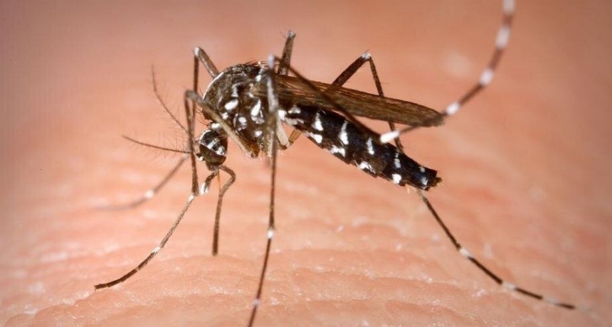 R&eacute;cord de muertes por dengue: los 4 s&iacute;ntomas que encienden alarmas