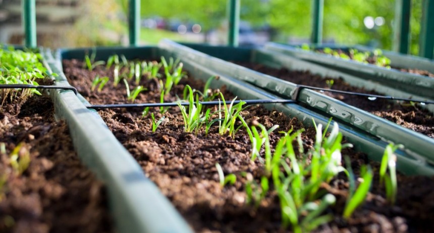 Programa Huerta Urbana abren inscripciones