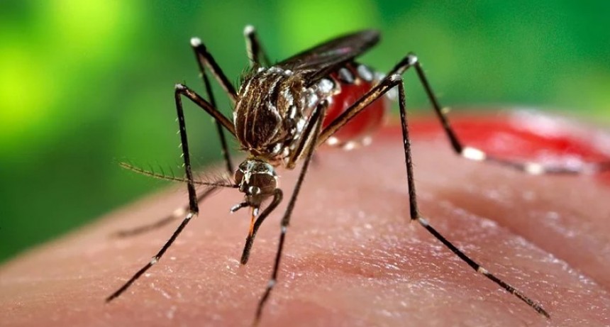 El Municipio refuerza la fumigaci&oacute;n contra el Aedes y recuerda c&oacute;mo extremar las medidas preventivas 