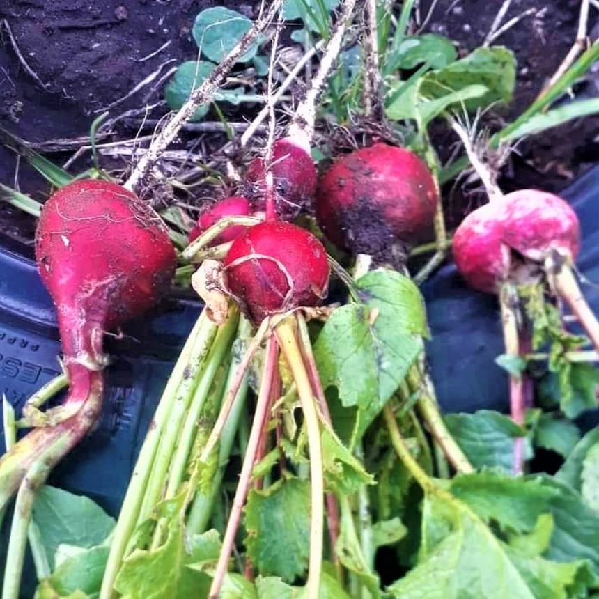 CUIDAR EL AMBIENTE PRODUCIENDO SALUDABLE