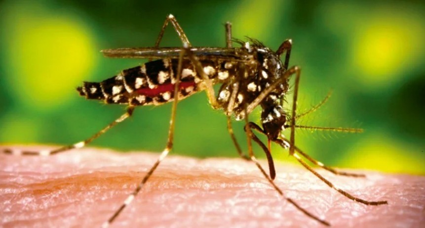 Protecci&oacute;n Ciudadana contin&uacute;a un intenso trabajo para controlar presencia de mosquito Aedes   