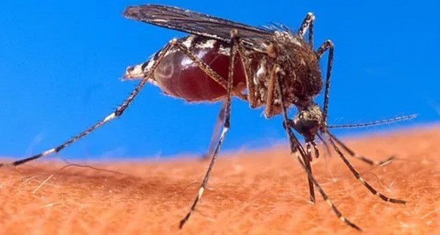 DENGUE: Avanza sin control y sigue matando