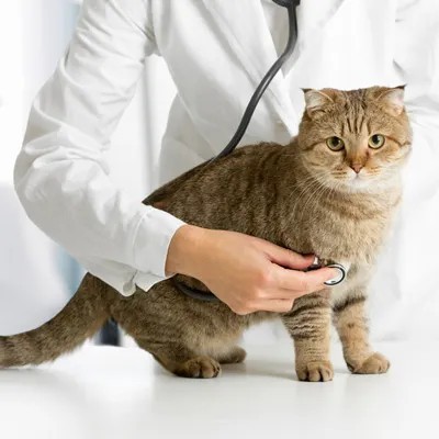 Vacunación antirrábica este jueves 24 de abril en el Veterinario Móvil 