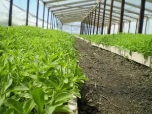 Alimentos: ¿de qué se trata el desajuste entre la oferta y la demanda mundial?