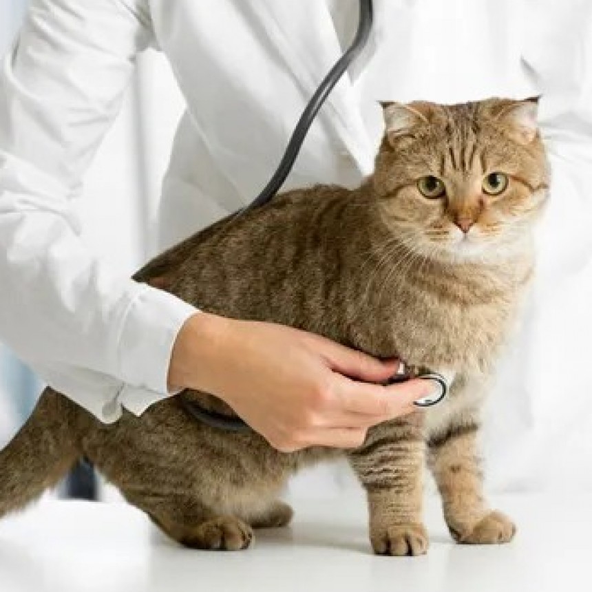 Vacunaci&oacute;n antirr&aacute;bica este jueves 24 de abril en el Veterinario M&oacute;vil 