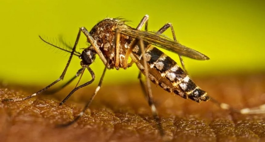 Detectan un nuevo caso de dengue en Bah&iacute;a Blanca