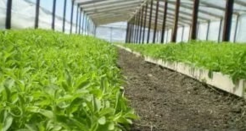 Alimentos: &iquest;de qu&eacute; se trata el desajuste entre la oferta y la demanda mundial?