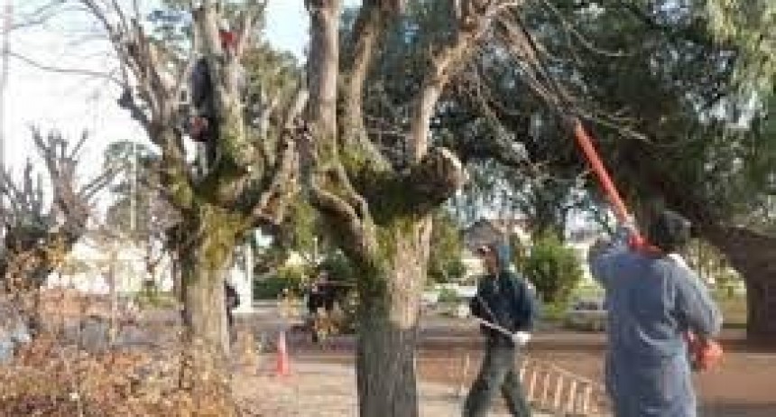 El per&iacute;odo de poda ser&aacute; s&oacute;lo para los meses de junio y julio con autorizaci&oacute;n municipal 