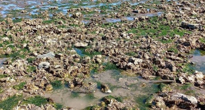 Ostras: se presentaron avances en el proyecto de investigaci&oacute;n