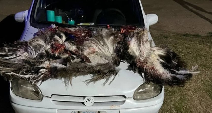 Aprehendieron a otro hombre por cazar &ntilde;and&uacute;es