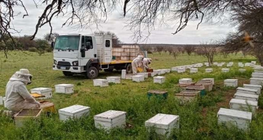 La Pampa entr&oacute; como tercera productora de miel del pa&iacute;s