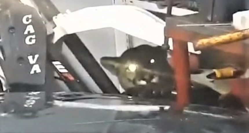 Puma ingresa por el techo a un garage taller de una vivienda en el bio. Ate 4