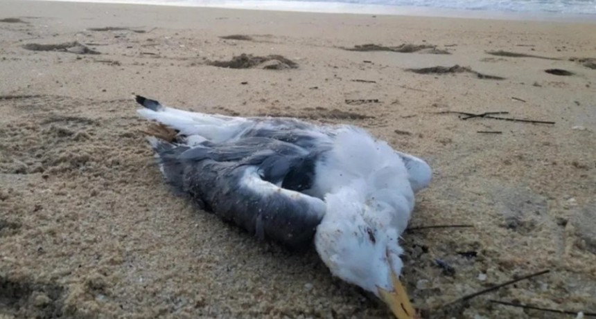 Gripe aviar: d&oacute;nde avisar en Rosales en caso de encontrar aves o mam&iacute;feros marinos muertos