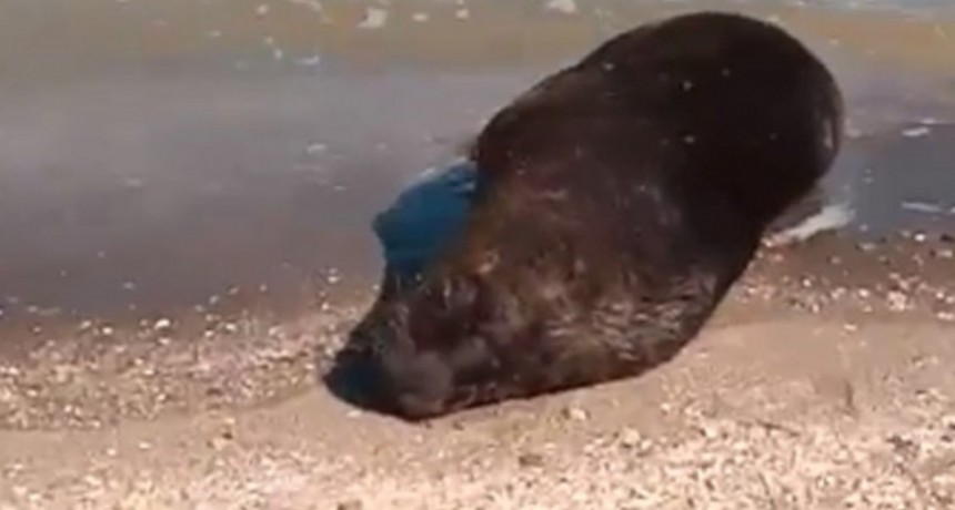 Confirman el primer caso de Gripe Aviar en Pehuenco