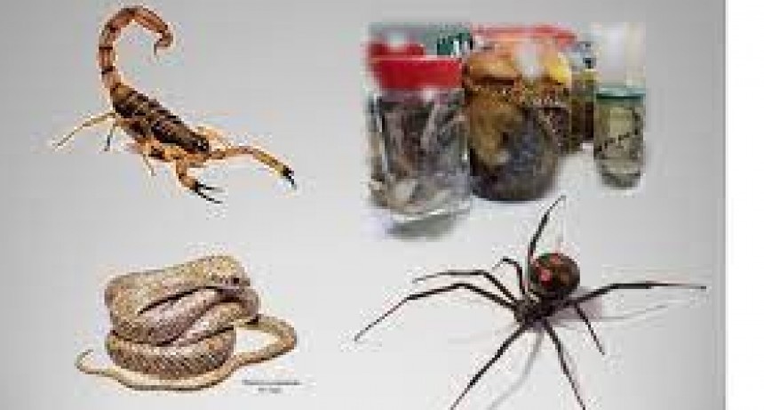 El Municipio brinda nuevos talleres de RCP y prevenci&oacute;n frente a animales ponzo&ntilde;osos