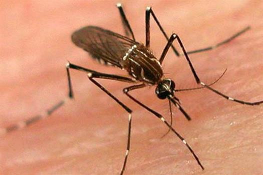 Vacunas contra el Dengue para todos en provincia