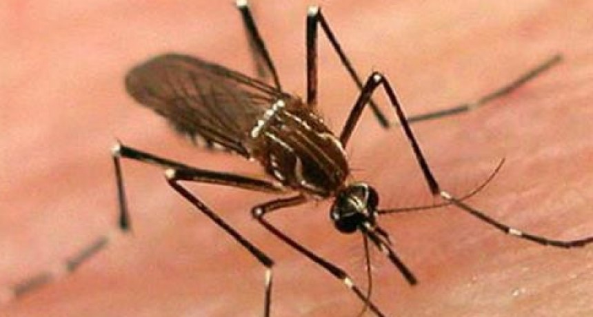 Vacunas contra el Dengue para todos en provincia