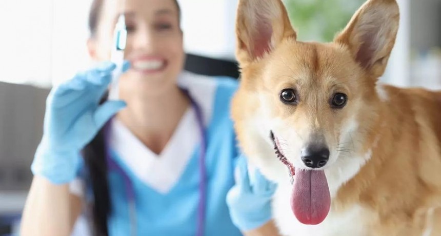 El martes 31 de octubre se llevar&aacute; a cabo una nueva campa&ntilde;a de vacunaci&oacute;n antirr&aacute;bica   