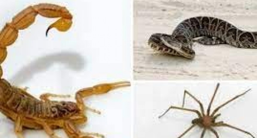 Taller de Prevencion y cuidados por presencia de Ara&ntilde;as,Alacranes y Viboras 