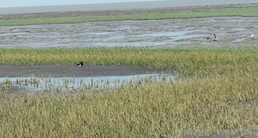 Villa del Mar y las aves