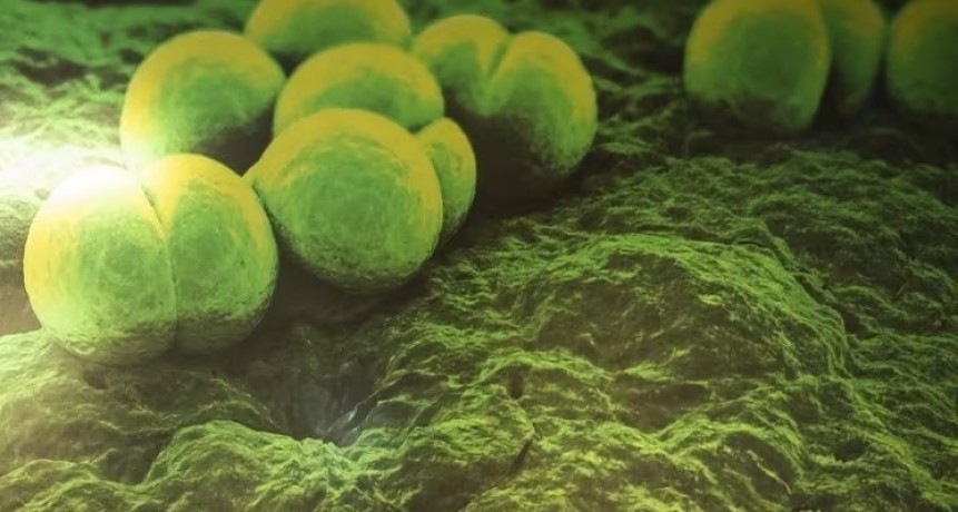 Salud informa la situaci&oacute;n epidemiol&oacute;gica de streptococcus pyogenes