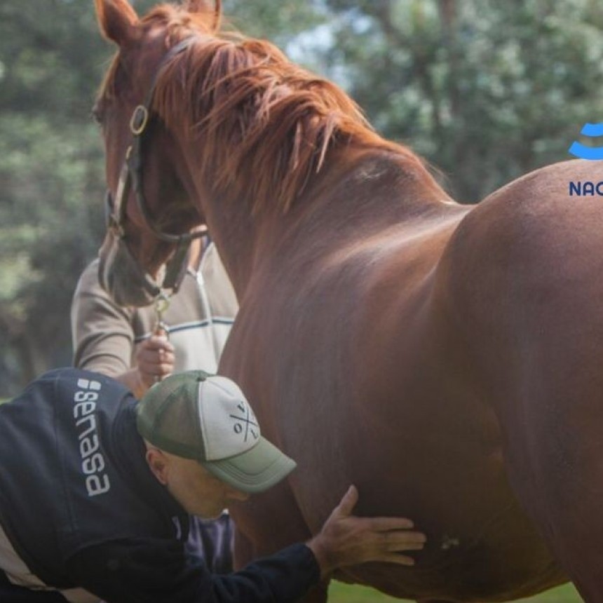 DECLARAN LA EMERGENCIA SANITARIA POR LA ENCEFALOMIELITOS EQUINA 
