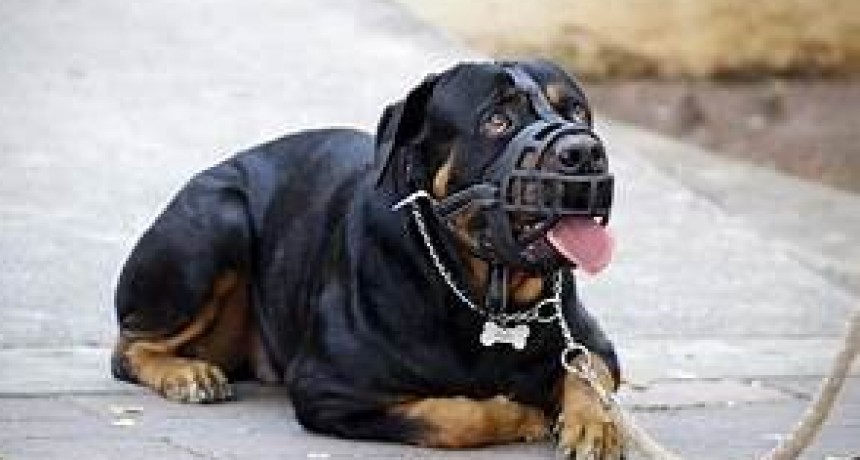 El HCD Aprob&oacute; Ordenanza N&ordm; 3.381 que regula la &ldquo;tenencia responsable de mascotas&rdquo;.