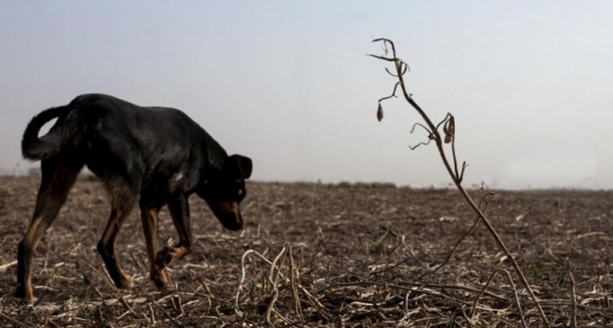 Horacio Beldom&eacute;nico: &ldquo;Es gigantesca la evidencia cient&iacute;fica sobre el impacto de los plaguicidas&rdquo;